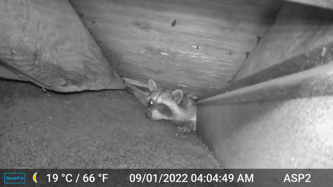 Raccoons can make their way into very small openings..